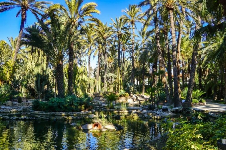 Discover Elche and its amazing palm grove